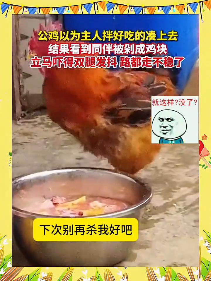 公鸡以为主人拌好吃的凑上去，结果看到同伴被剁成鸡块，立马吓得双腿发抖，路都走不稳