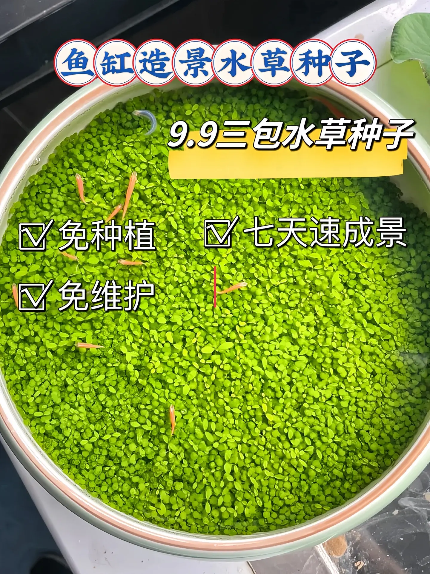 美化环境：水草种子发芽生长后，能为鱼缸增添自然美感，其翠绿的颜色和多样...