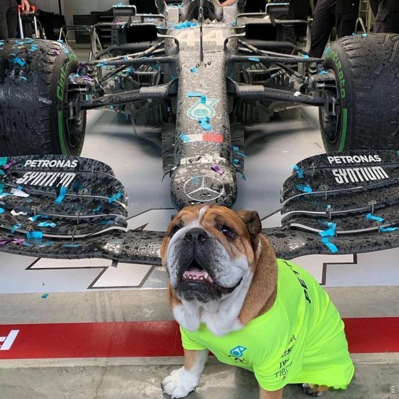 roscoe去世汉密尔顿的小狗围场名宿 P房监工 F1电影特邀演员 螺蛳壳Ros