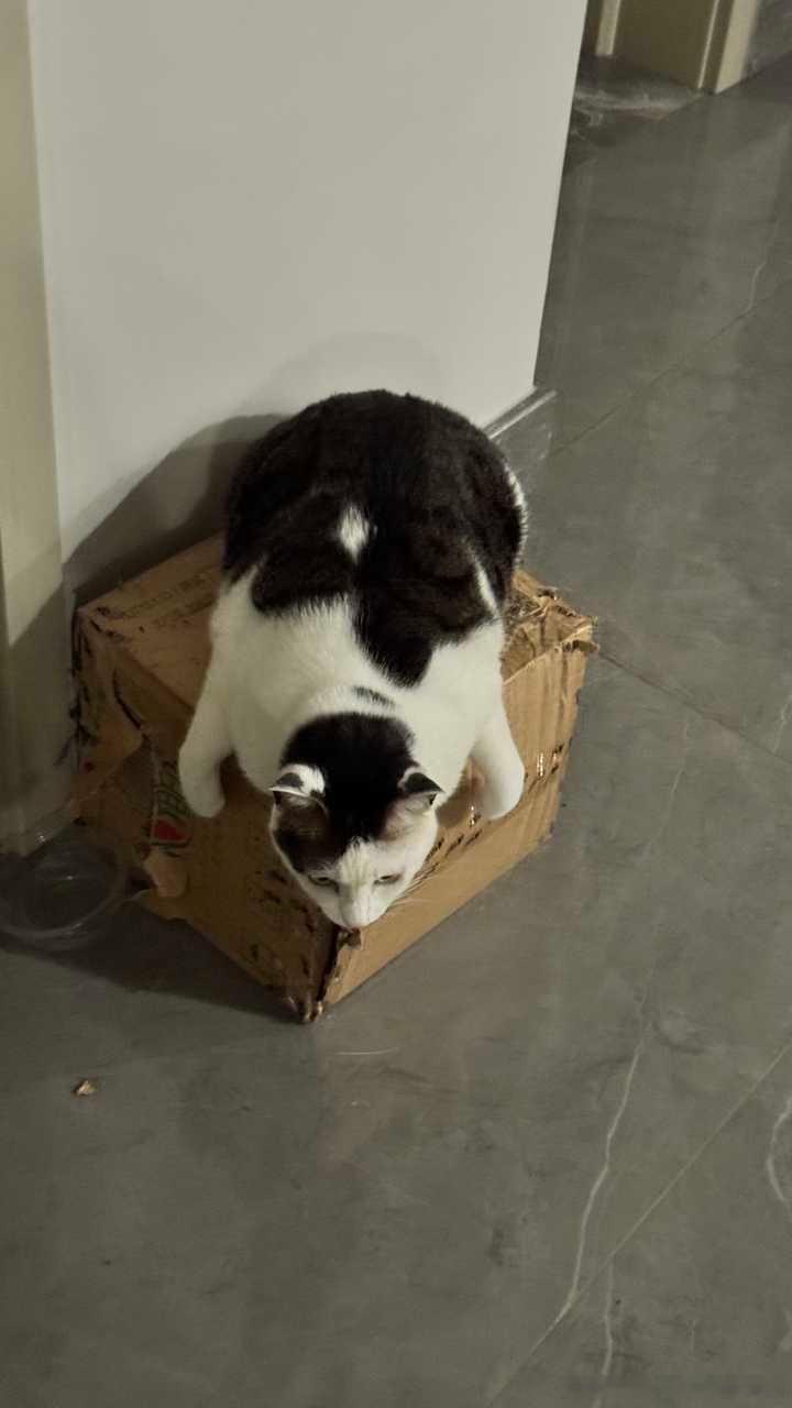 49458【丑猫】考斯普雷大海龟 