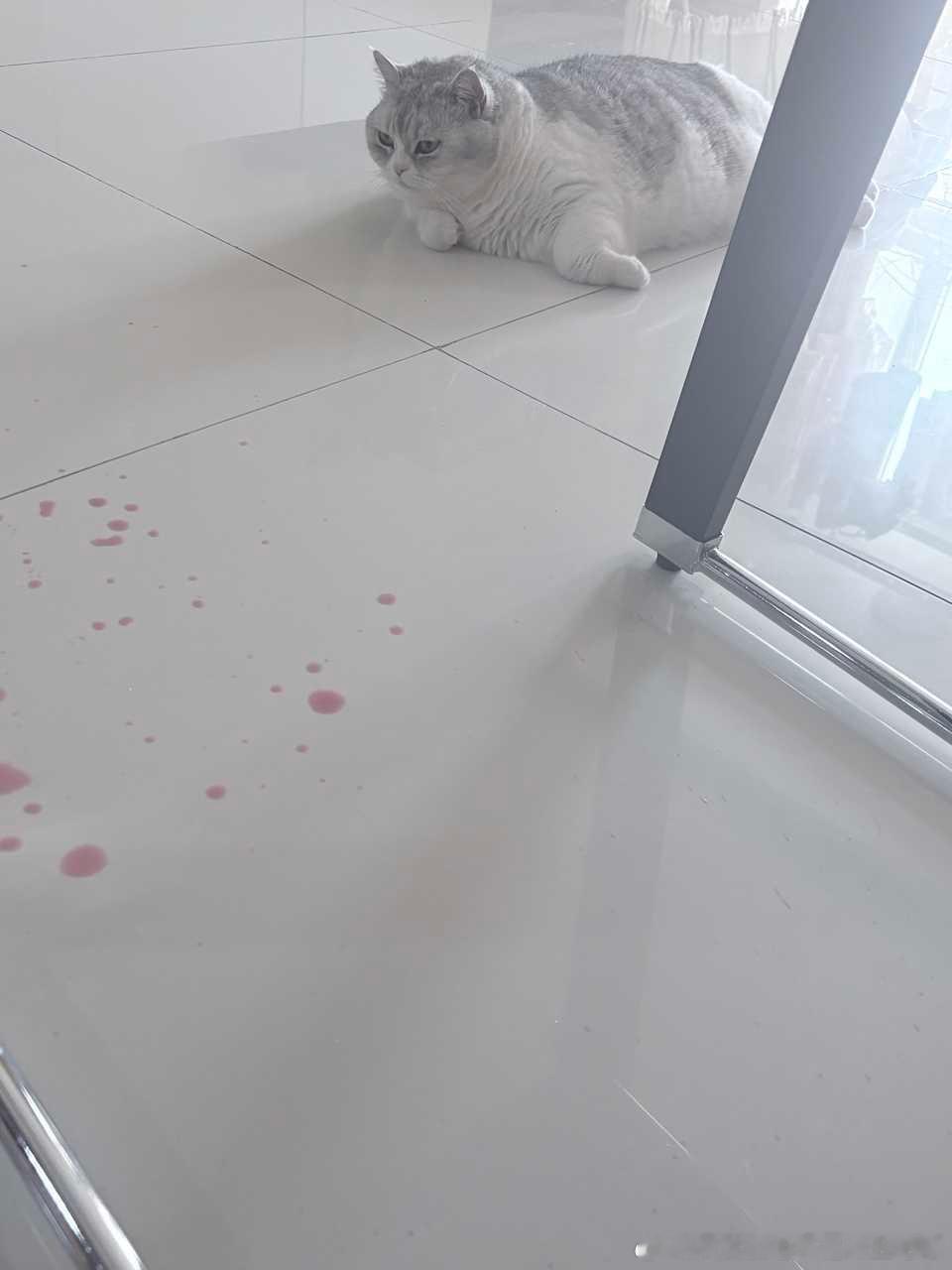 49376【丑猫】心灵丑打翻会染色的石榴汁溅的墙上凳子上全都是 