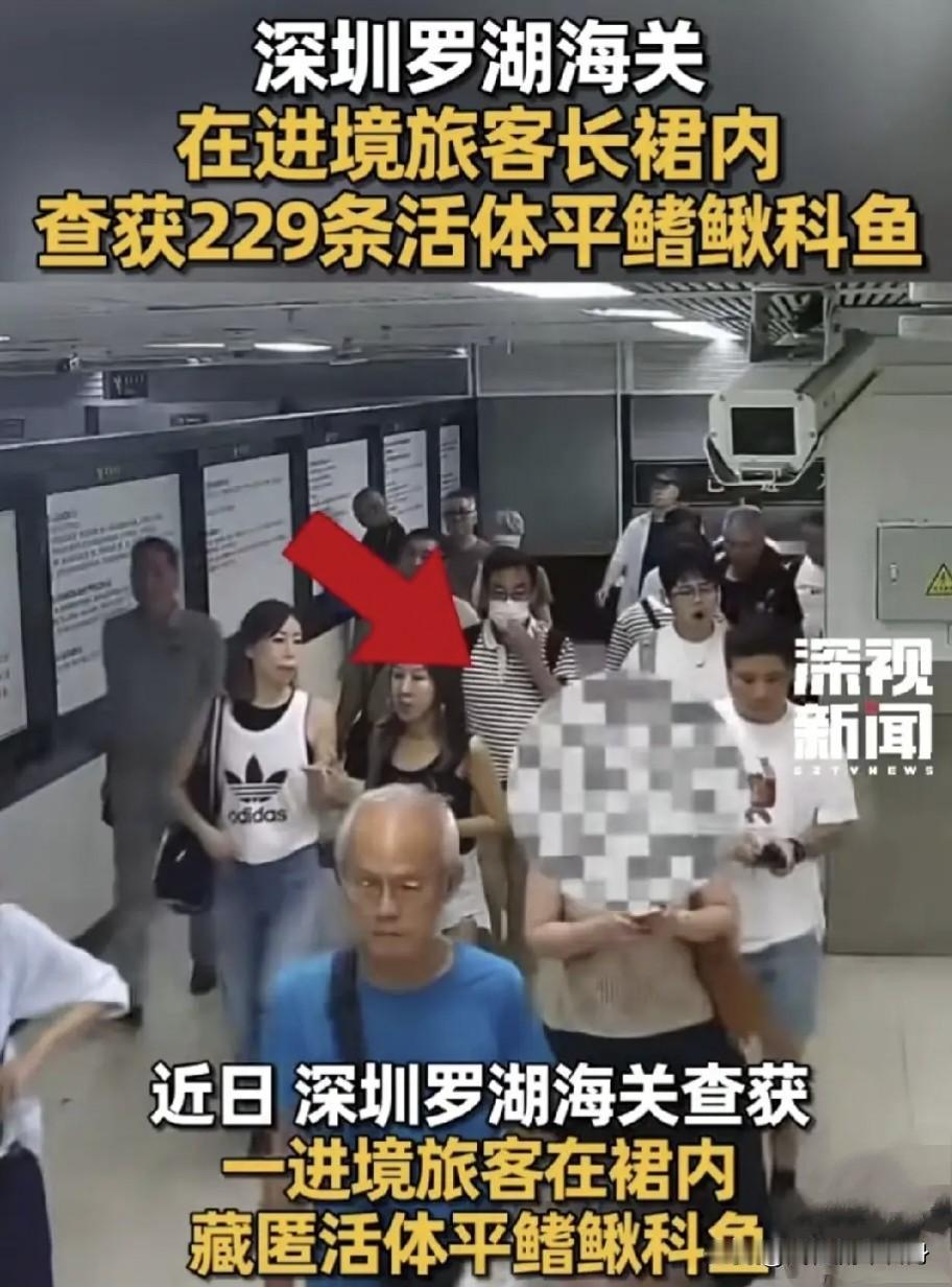 这种人就该极刑论处，深圳罗湖口岸近日查获一女子非法携带平鳍鳅科鱼，执法人员令其撩