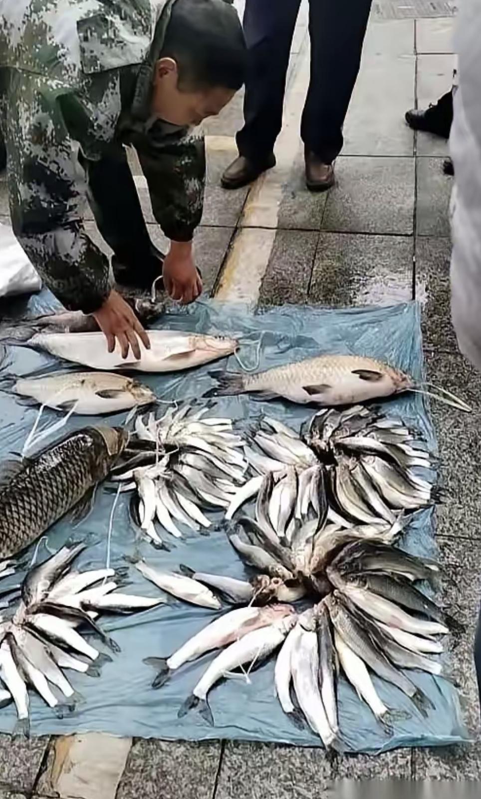 最近去菜市场买鱼，发现一个怪事。那些在水缸里游来游去的活鱼，看着精神，其实早就被