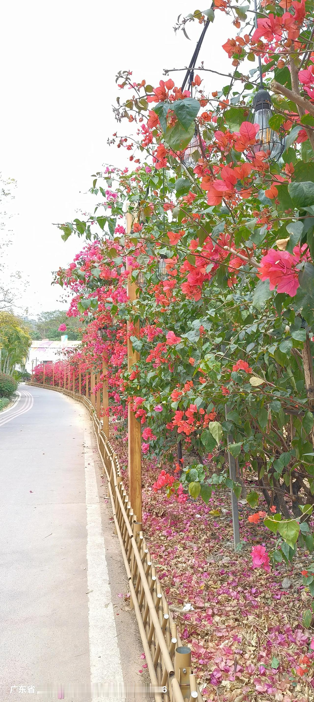 没想到里水的交警执法还这么人性化，罚款也还要查一下违规历史记录。
今天从麻奢村出