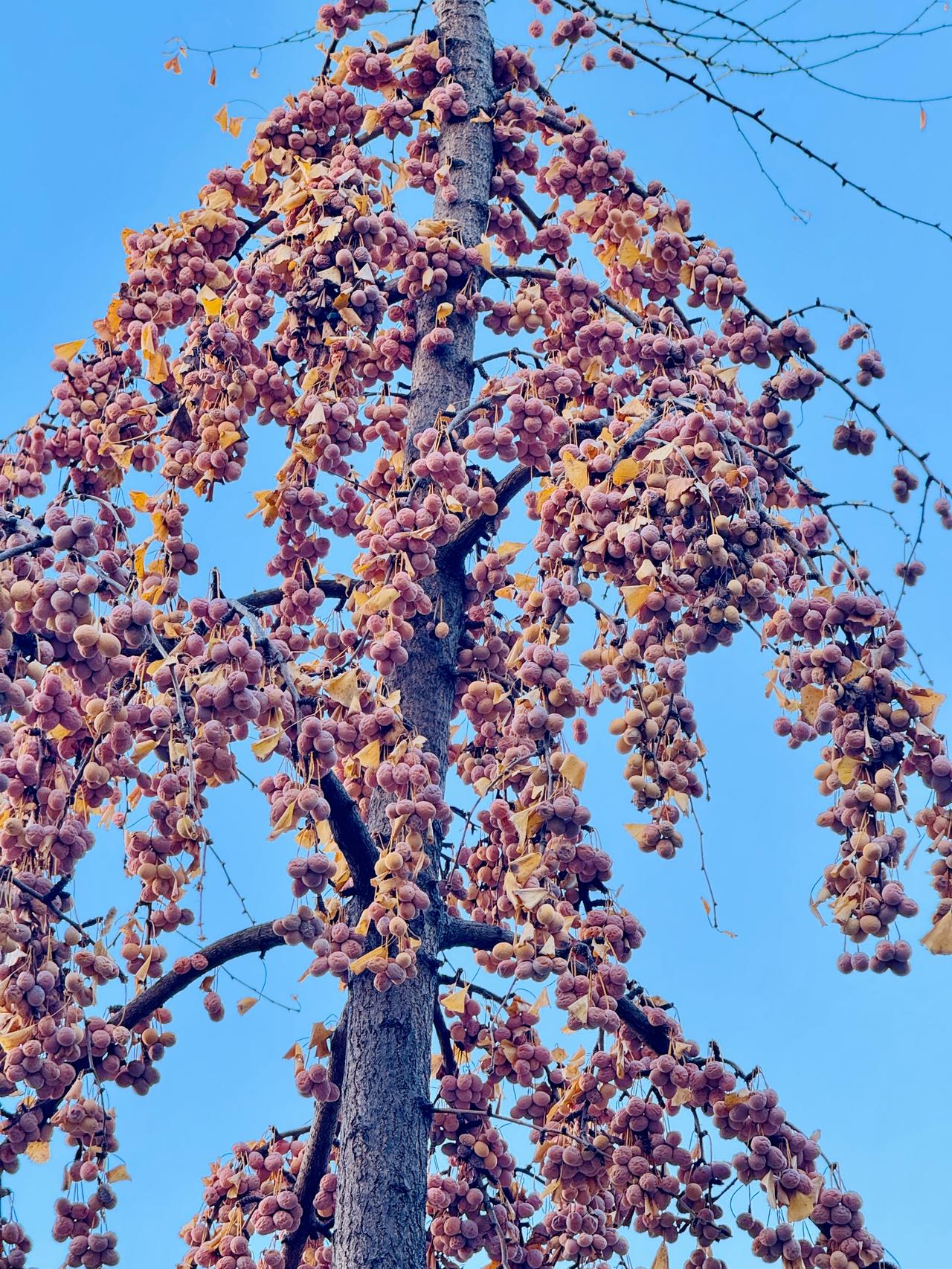 这可真是不顾自己死活地结果子啊！与枝干不相称的重担

昨晚路过这棵银杏树下时，就