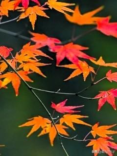 友们一起对对联吧！
动动脑脑灵活，
动手又动脑人也不会老！

[玫瑰][玫瑰]《