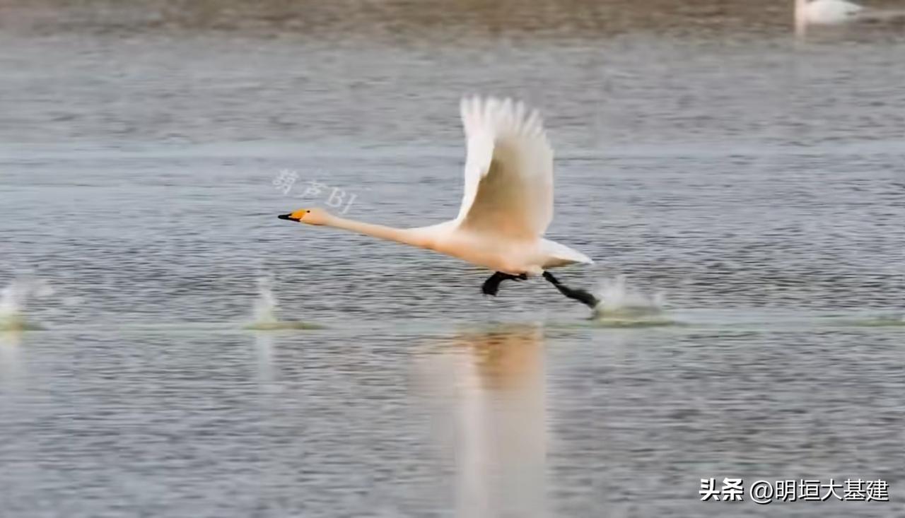 【天鹅起飞】前为什么频频点头？

天鹅起飞前总要向湖水深深点头——那不是告别，而