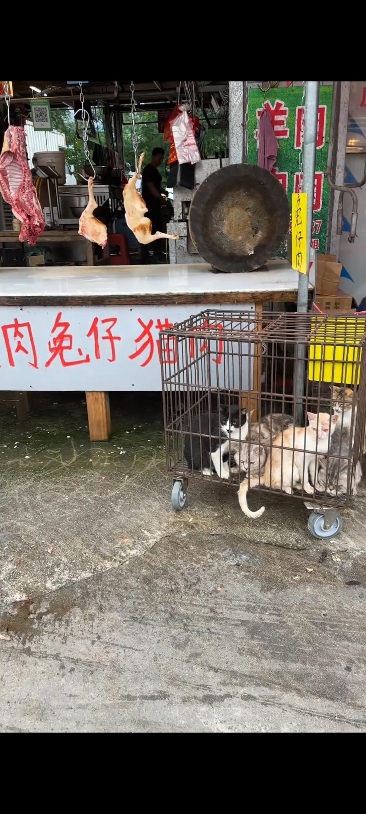 这段令人无比窒息的视频画面，拍摄于广西钦州某个集市的大马路上，在一处售卖猫狗肉的