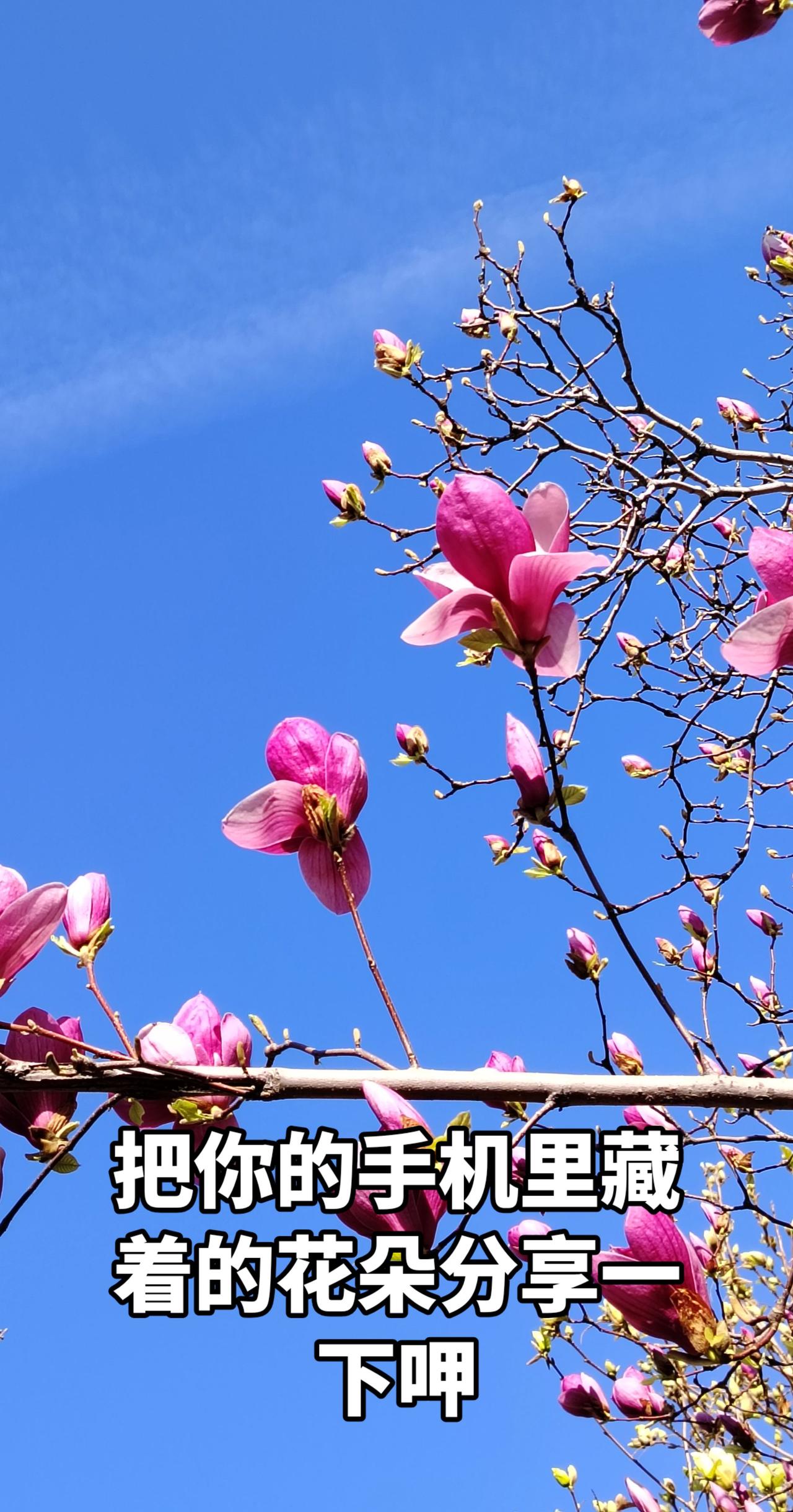 真实生活分享计划蓝天下的玉兰树 花枝与蓝天