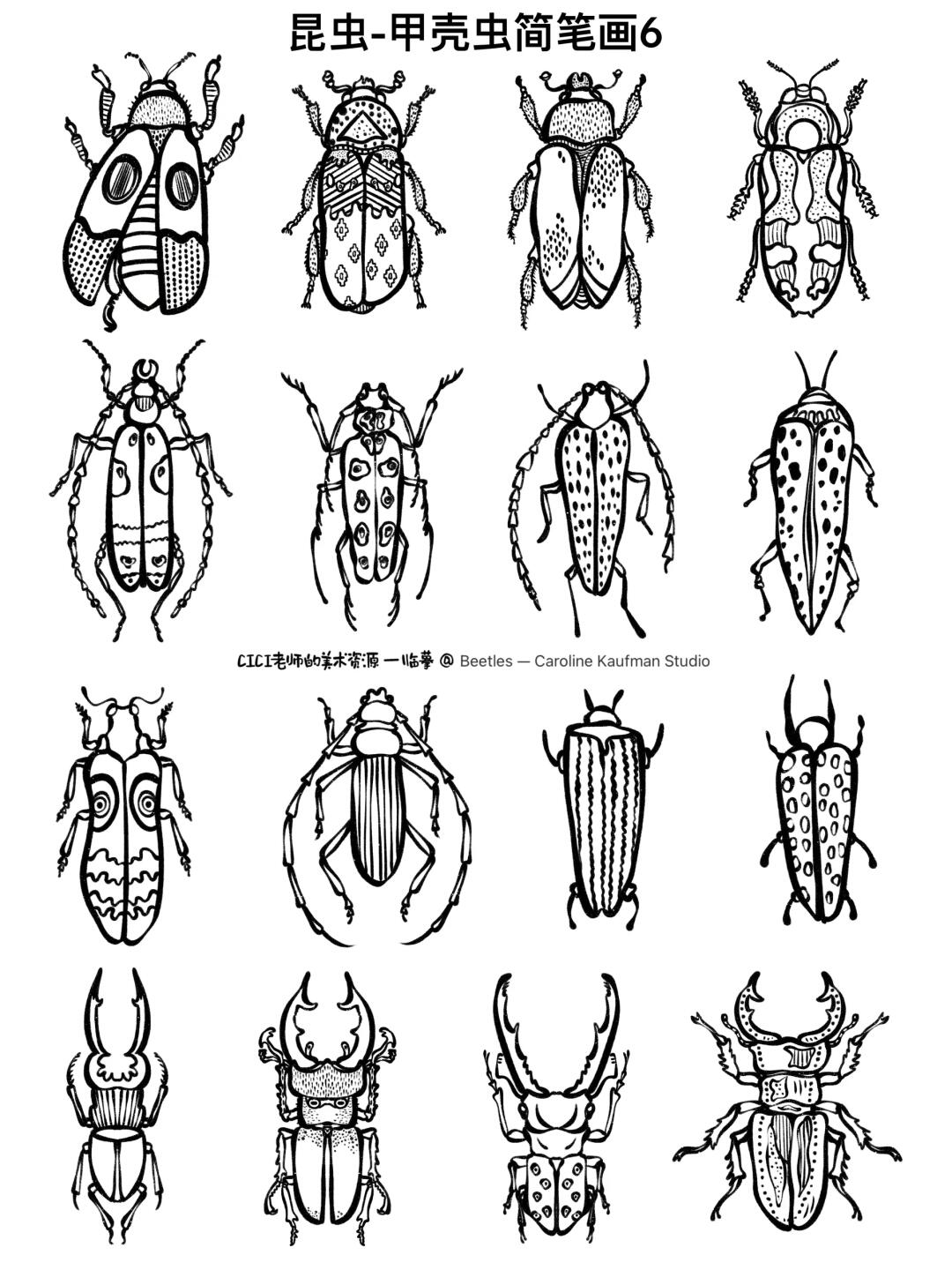 昆虫-甲壳虫｜简笔画6