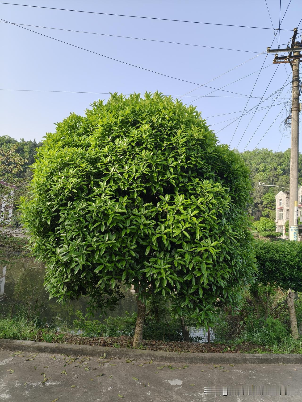 刚才看见头条里一个朋友的帖子很气愤。

这个朋友说她昨天坐公交车时，一个中过风的