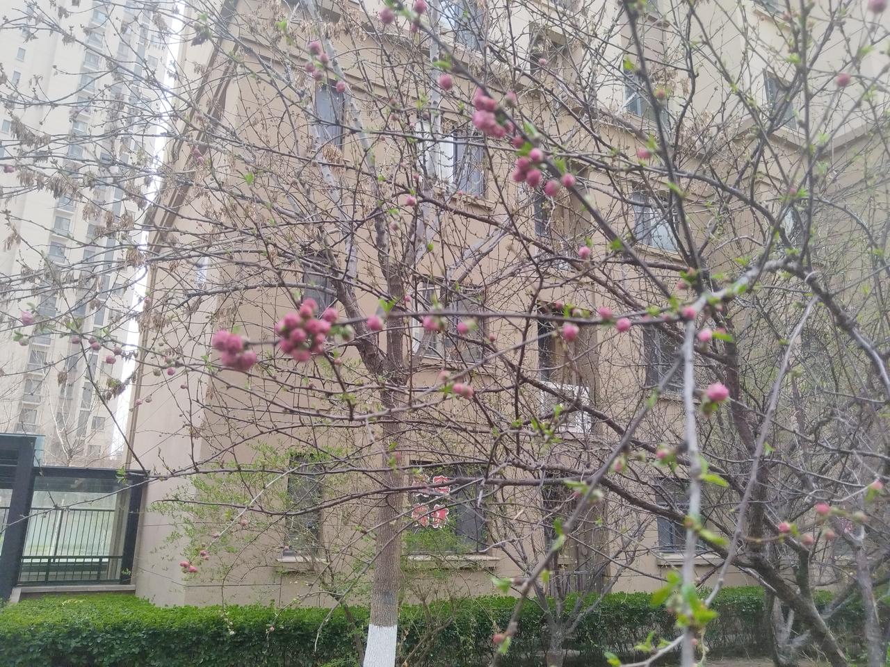 我喜欢这样的感觉，
含苞待放！
意味着冬的远去、春的到来！
你们家乡的花，开了吗