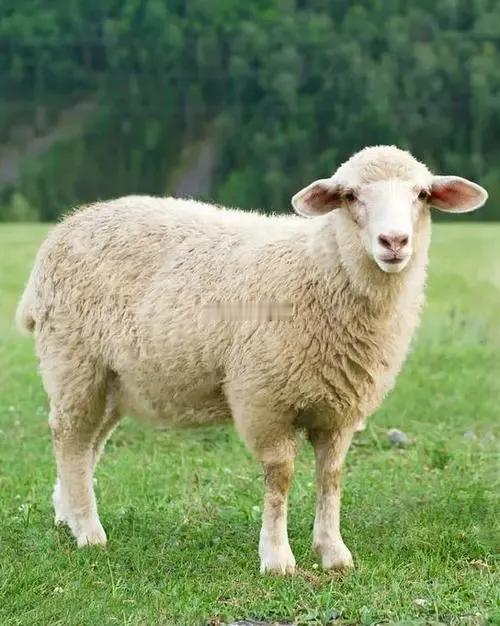 中国的四大羊肉1：宁夏盐池滩羊肉2：内蒙古苏尼特羊肉3：新疆阿勒泰大尾羊肉4：第