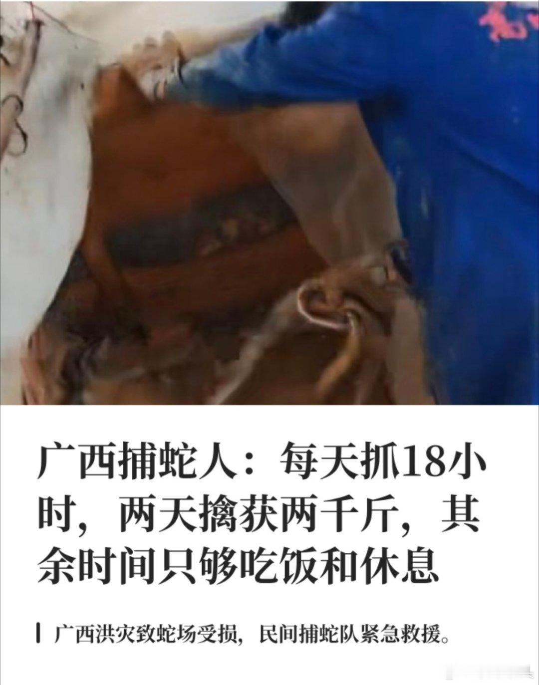 广西捕蛇人2天擒获两千斤蛇受洪水侵袭，广西多处蛇场受损，大量蛇四处逃窜。民间捕蛇