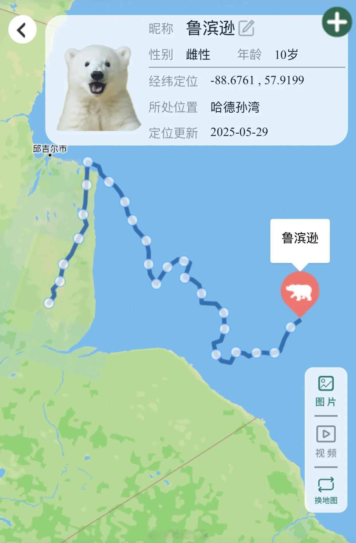 小众但是很烧钱的爱好烧不烧钱我不知道，但一定够小众....云领养北极熊，满二还能