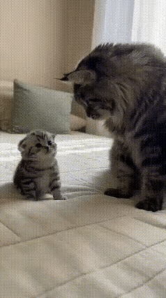 猫爸和猫妈在教育小猫崽的事情上出现了分歧……事情的经过是这样的：每次猫爸和猫妈躺