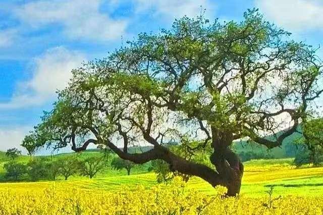 旧影悄然逝，乡愁寄远方。
     旧事尽，新时逢，年岁人相同，小径拂春风，繁枝