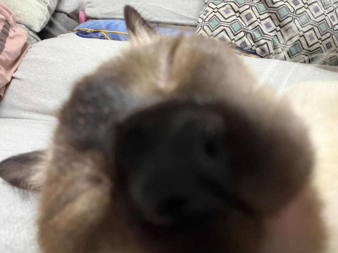 晚安逼罗
