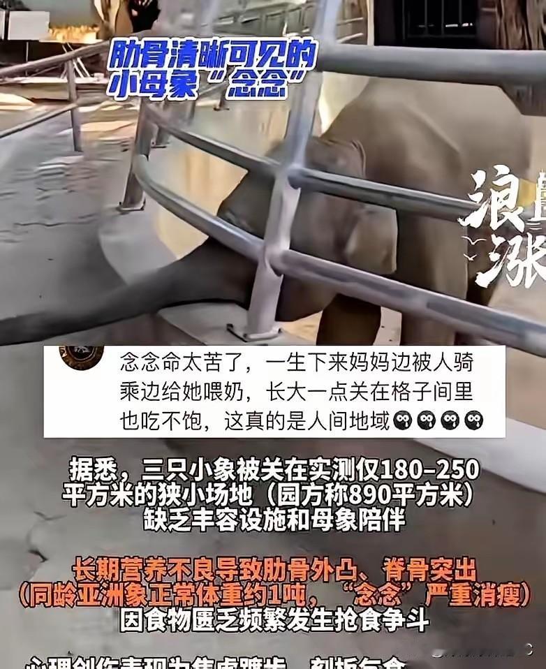 查完那个虐待小象念念的动物园底细，我真是一身冷汗。

别再天真地以为动物园都是搞