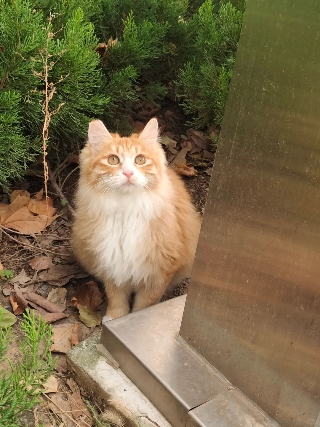 😞刘亦菲小猫回归了