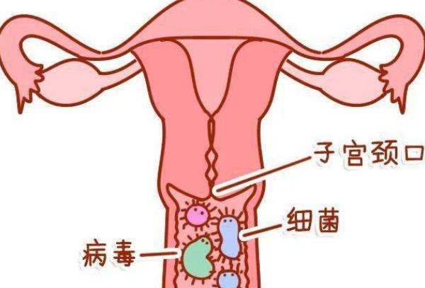 #健康真探社#【宫颈为何这么爱生病？这些你应该知道】小小宫颈都不是一个器官，只是