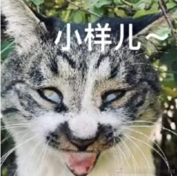 50823【丑猫】小样儿 