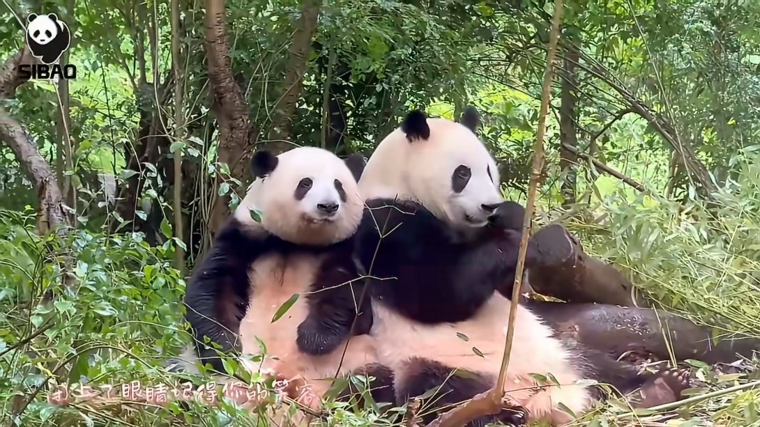 两个宝贝晚安💤，好想你们🫶 