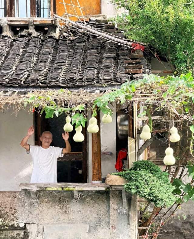 葫芦爷爷剪断7个真葫芦，咖啡店次日挂假葫芦收割流量的残酷真相