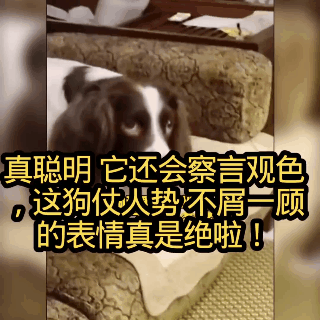 何为‘狗仗人势’[笑哭]，太真实了，这狗的表情实在是太绝啦[笑哭]