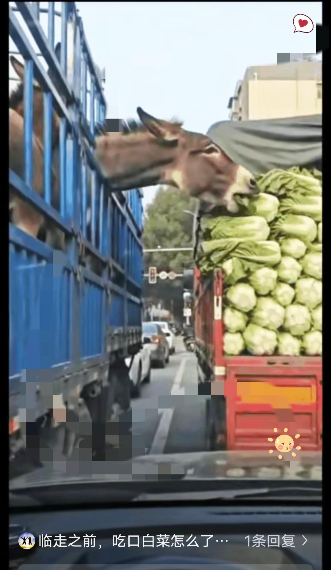 惊呆所有人：等红灯驴偷菜，被按喇叭后理直气壮，这犟脾气太逗了！
 
两车等红灯的