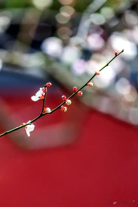 “今日立春，马年大吉”藏头词句：
今[比心]是立春第一天
日[比心]暖风和天转暖