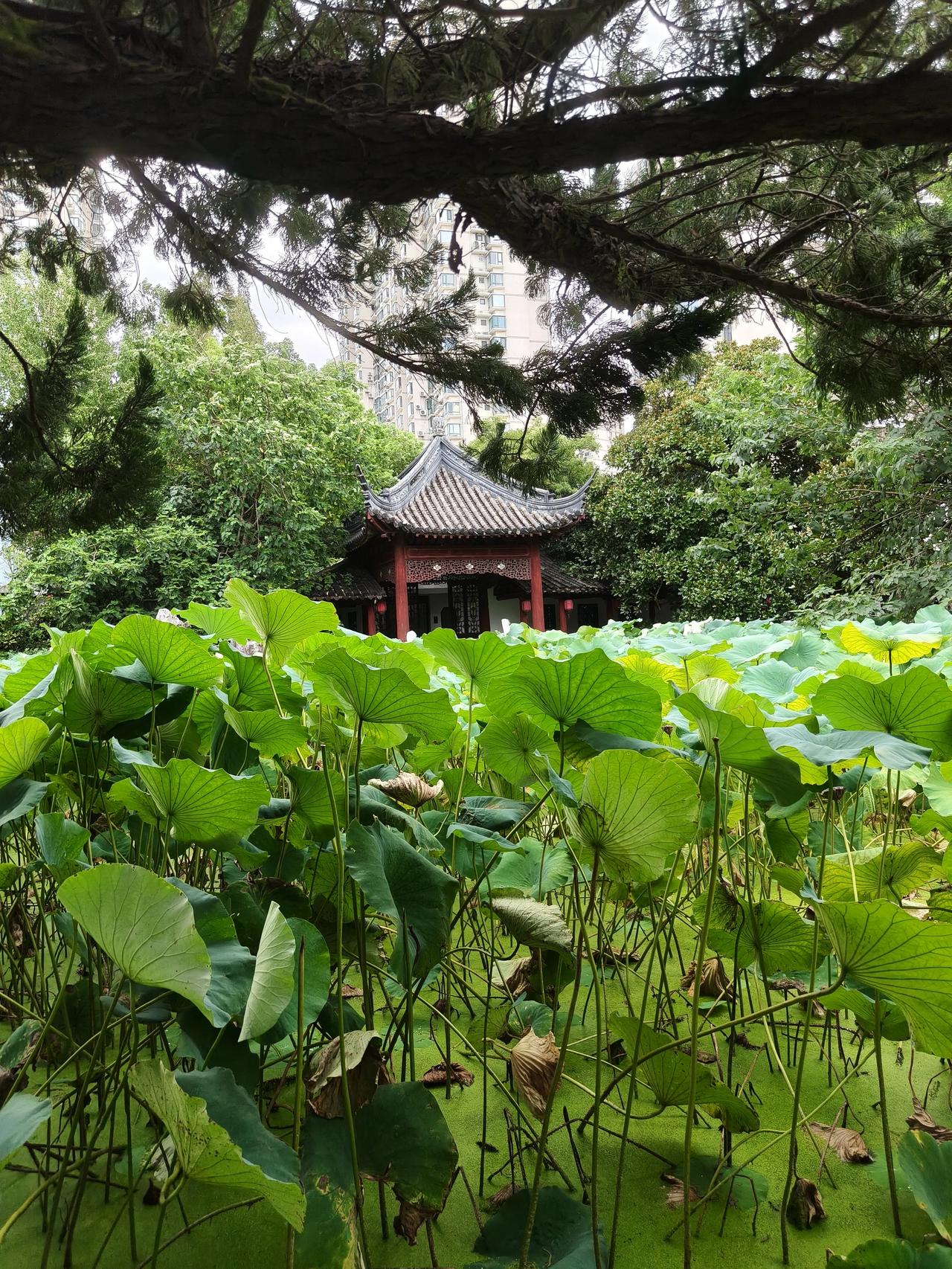 夏日美景随手拍实景图分享！

周末公园散步随手拍…🌸🌸🌿🌿