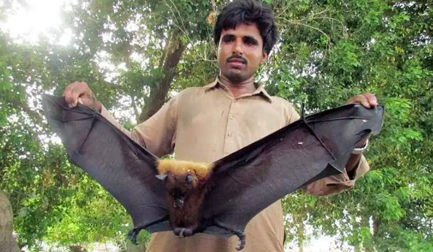 印度暴发尼帕病毒疫情，已确诊五例，近百人被隔离。该病毒具有强大的人际传播能力与高