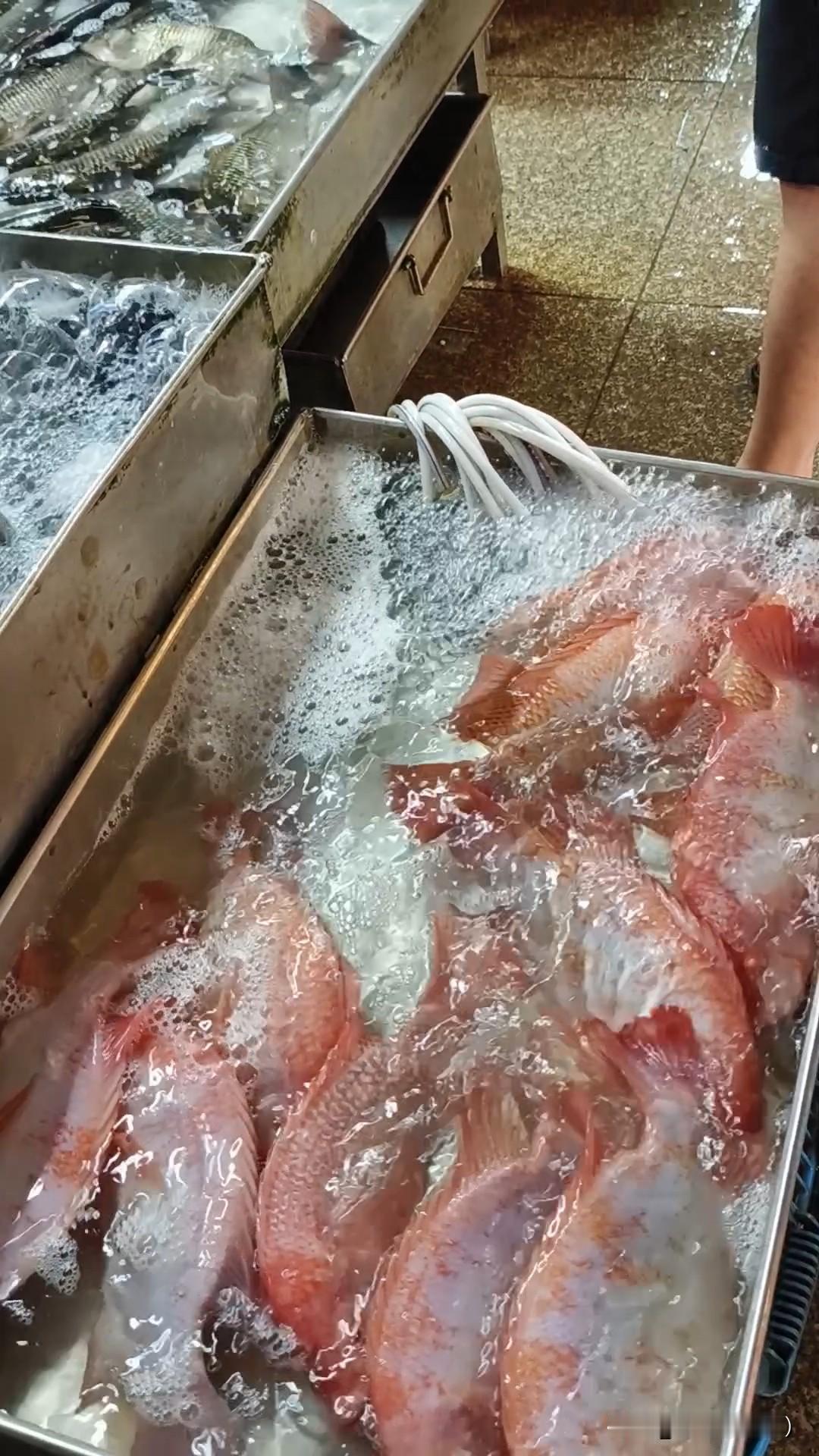 红色这个是什么鱼？外来物还是变性的鱼🐟？敢不敢吃？你们吃过了吗？