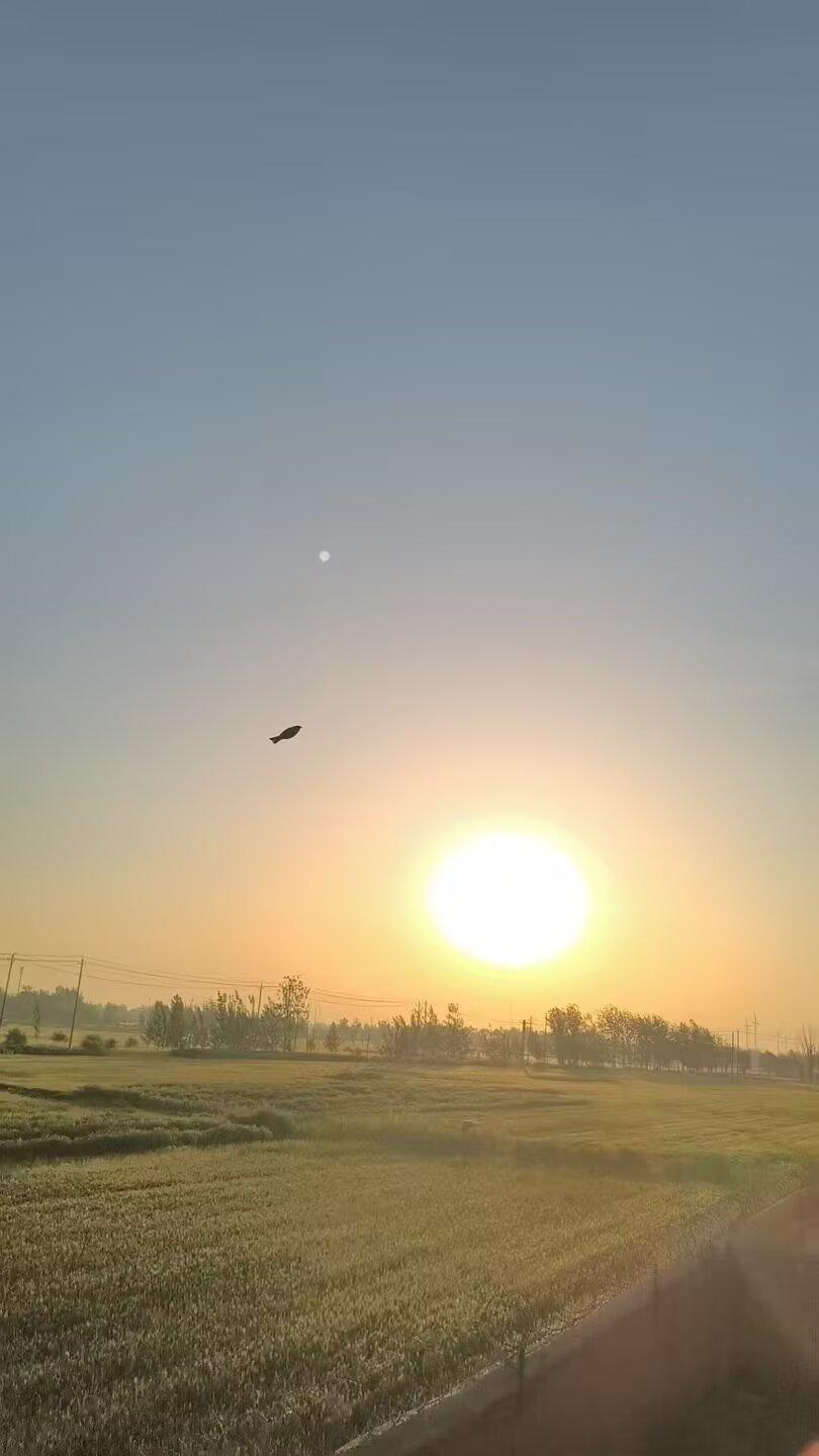 夕阳西下，田野间飞翔的鸟儿，宁静而美好。