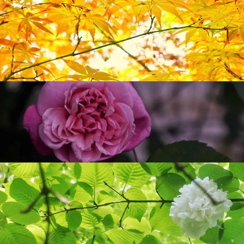 “春有百花秋有月，夏有凉风冬有雪。若无闲事挂心头，便是人间好时节。”这首诗韵味十