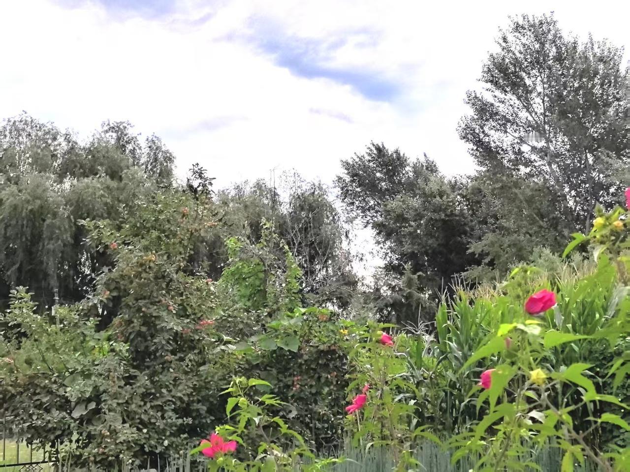 窗外果落有相知