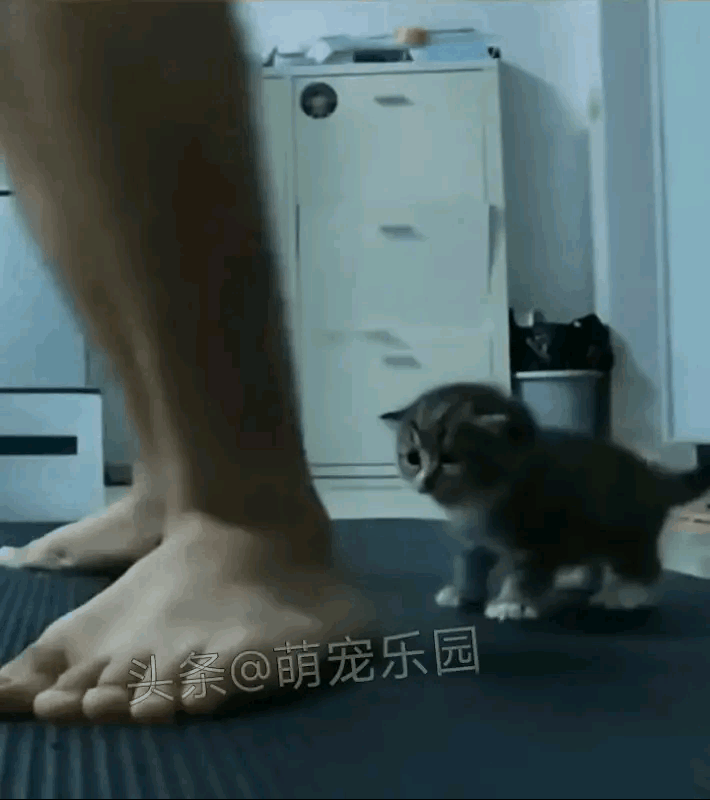 这么萌的小猫咪就应该这么玩！
该说不说这个铲屎官够坏的，
我都担心他用毒气袭击这