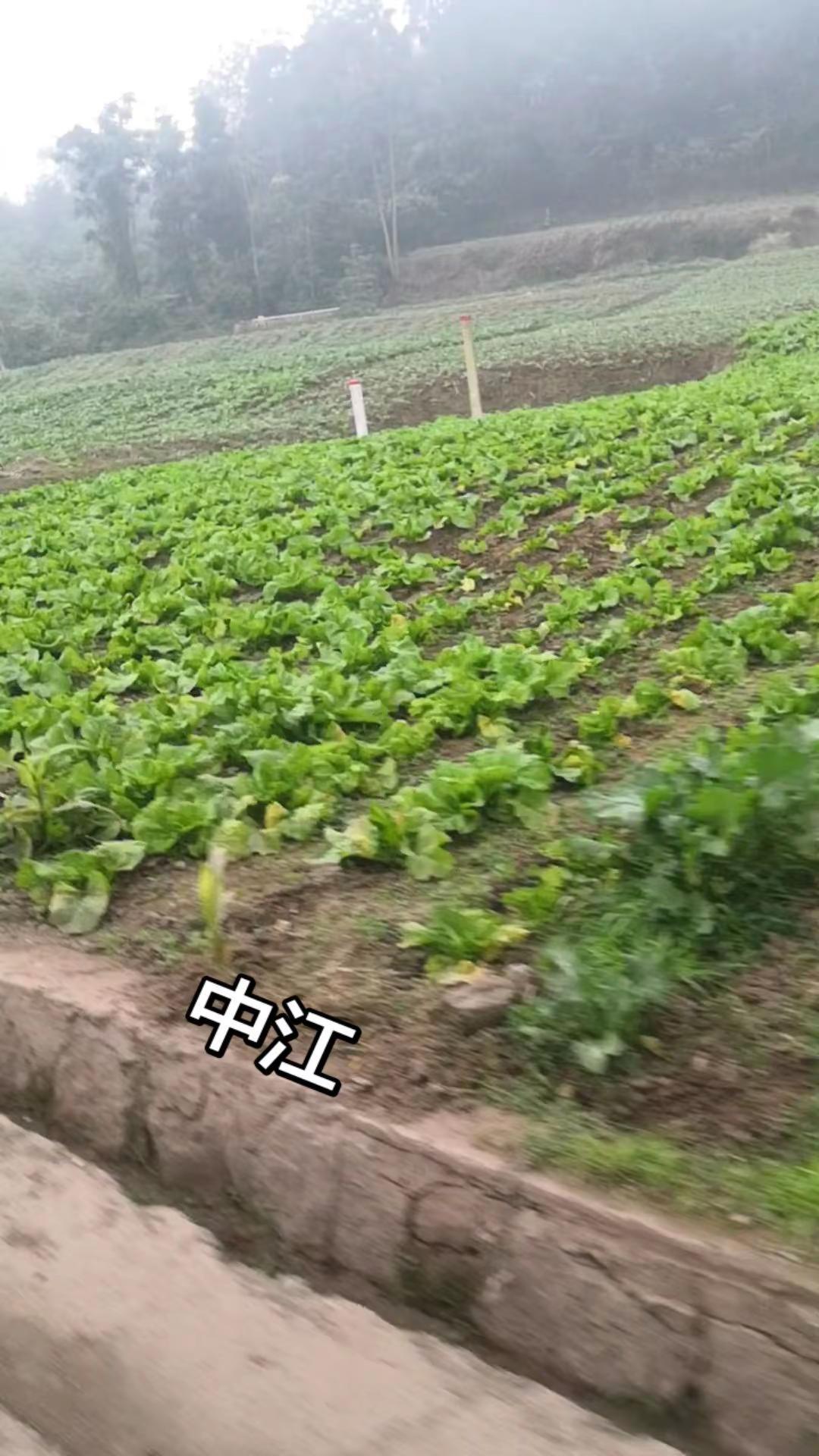 我的农村生活 记录我的生活 一份耕耘一份收获 无公害蔬菜 乡村田野