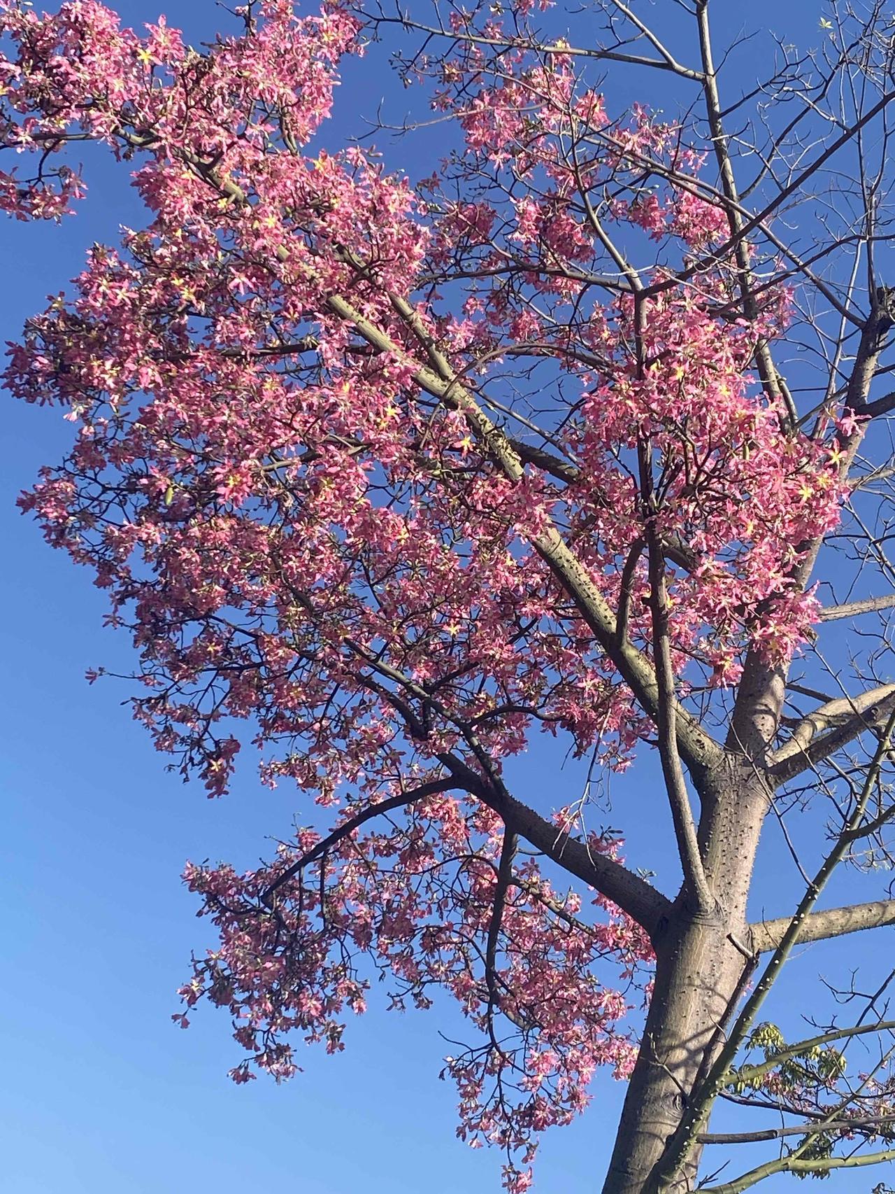 中外“荒野求生”节目对比，大家都在替咱们的选手鸣不平。在中国，几乎所有大型野生动