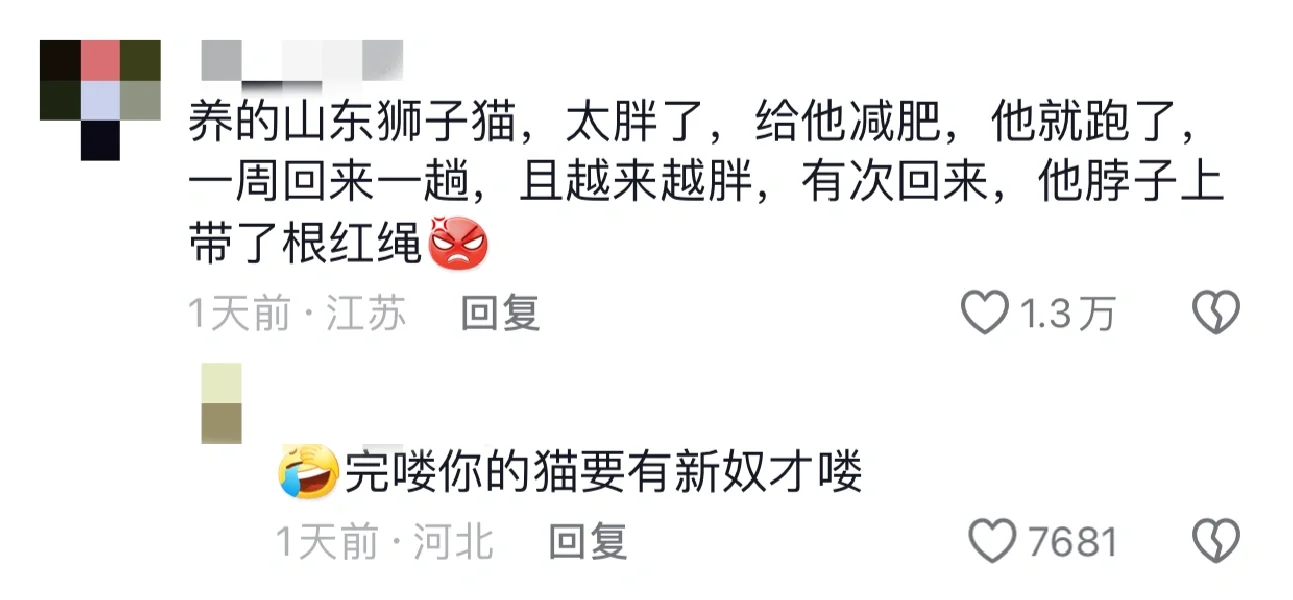 就算大雨落下都拴不住的狸猫！