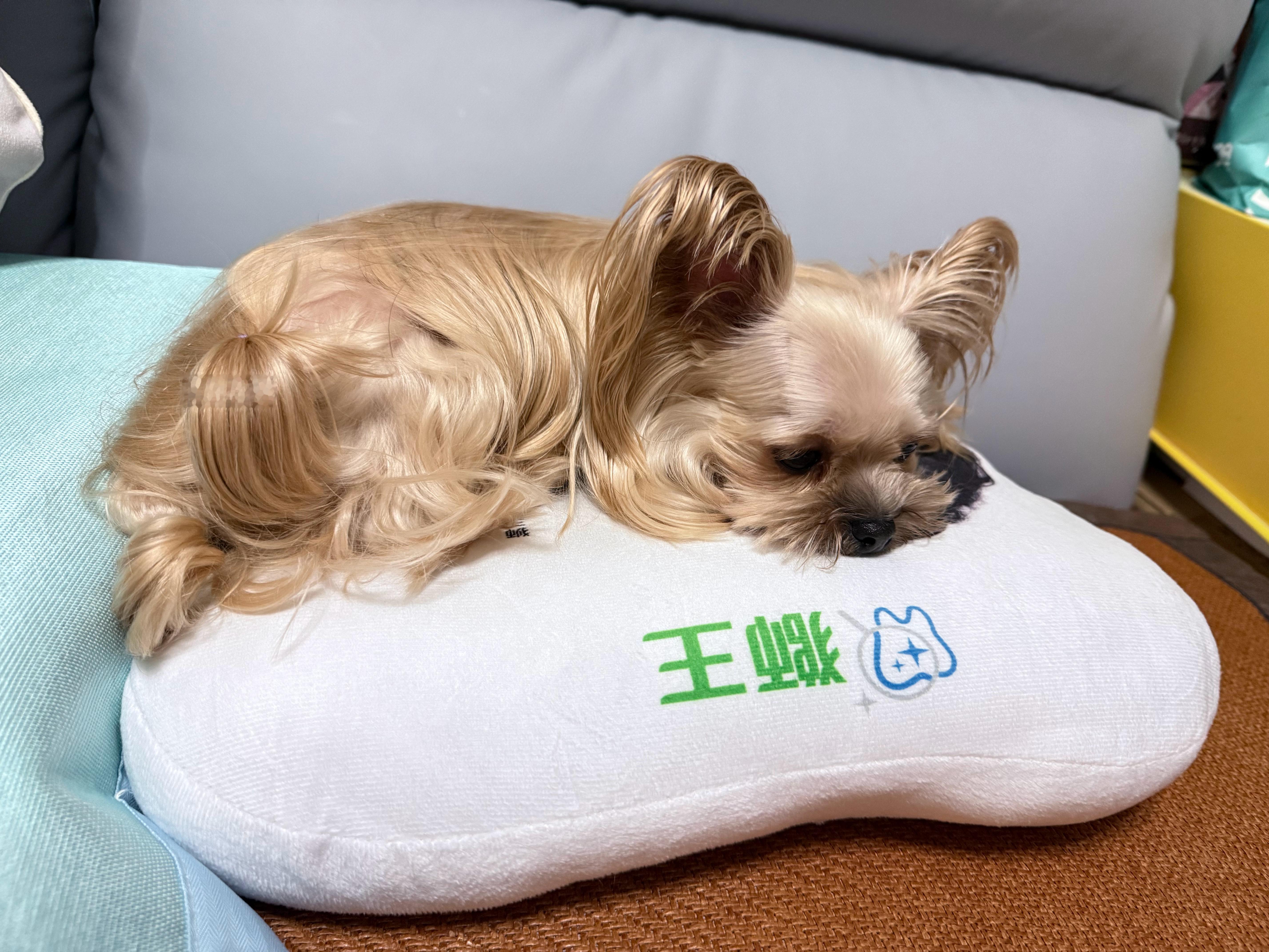 少爷找到了他的正缘床垫 