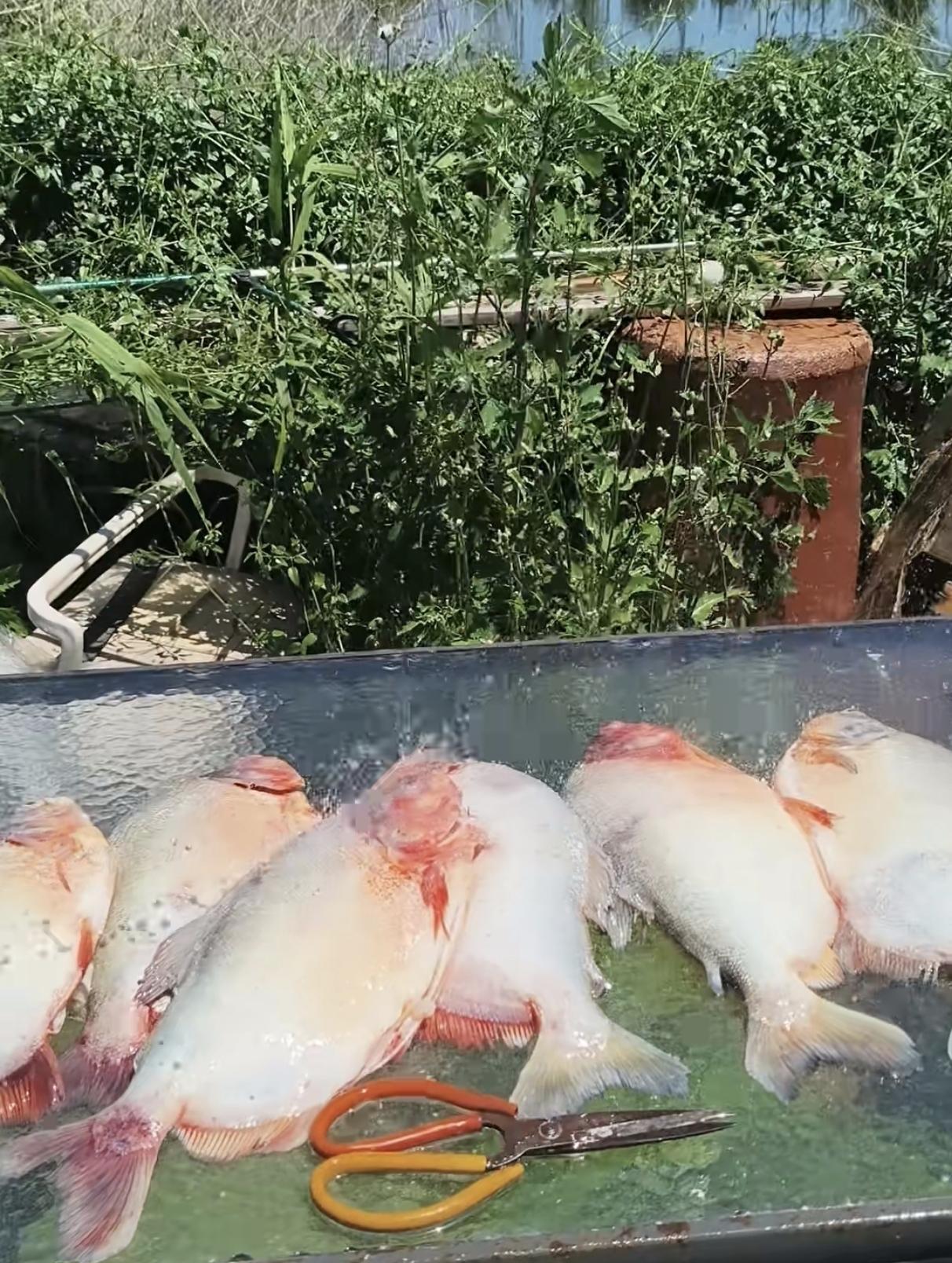分享我这周有趣的事：一堆鱼