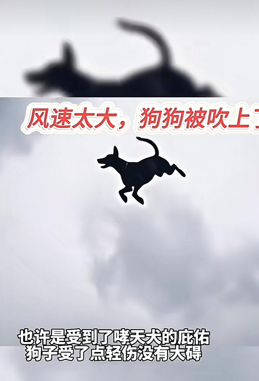 风的威力太大，将狗子吹上了低空，好在狗子体积小，四条腿能保持平衡，被摔下时无大碍