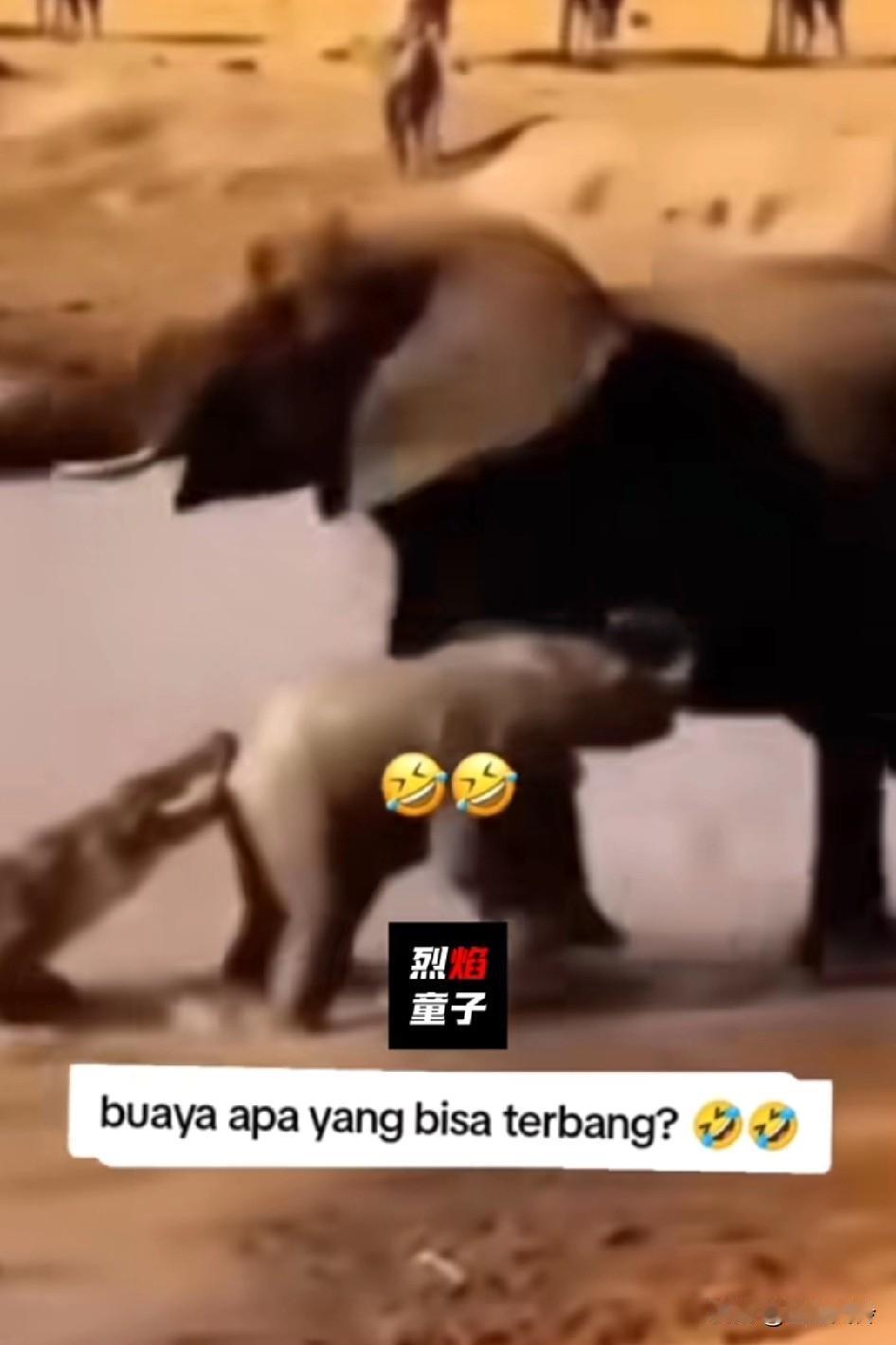 这就是所谓的飞龙在天吗？
会飞的鱼儿原来有四肢脚，长见识啦，飞得在高点儿，摔死正