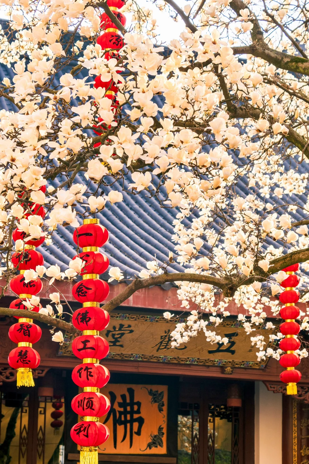 错过要在等一年❗️法喜寺500年玉兰即将开放