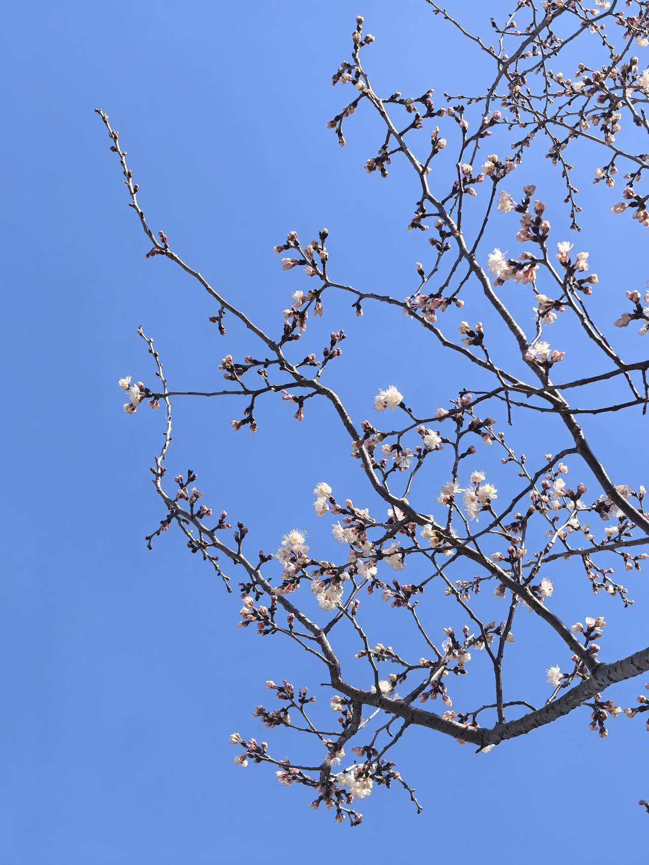 一张图证明花与蓝天绝配湖边的一棵树，仰望天空，似一幅画