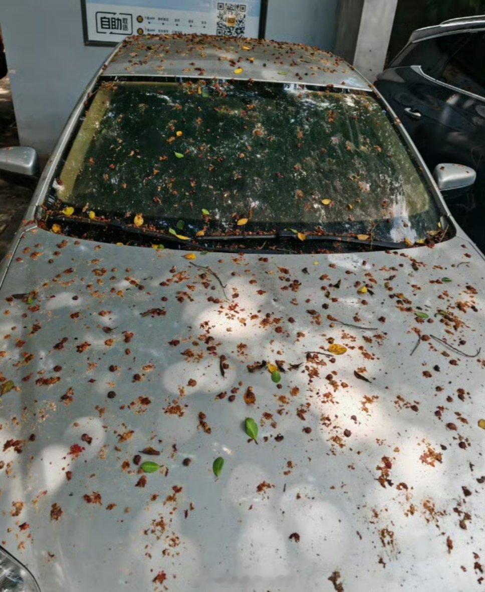 榕树下停车两小时的样子，福州的朋友们是这样吗？[允悲]大v聊车 ​​​