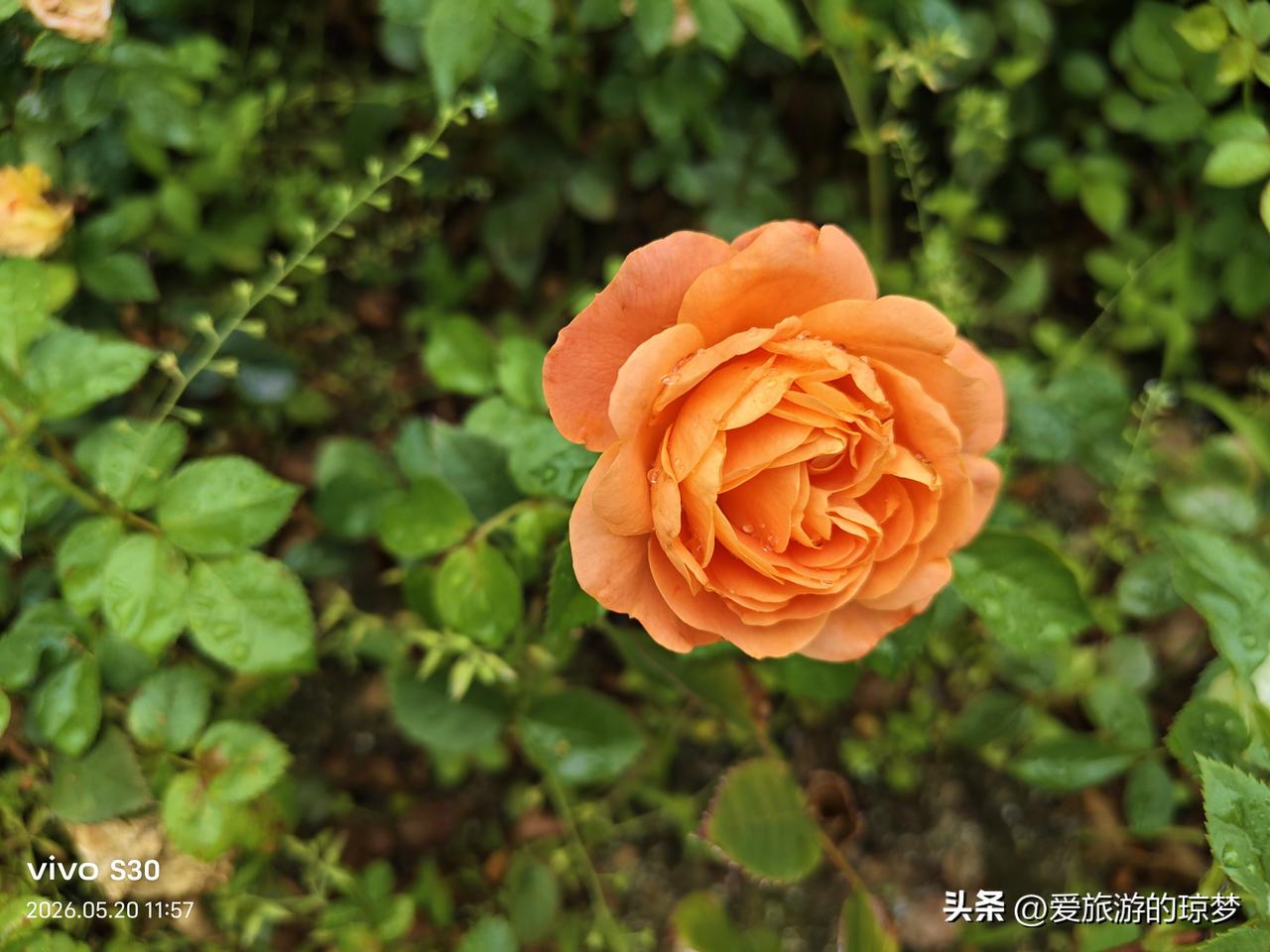 夏日美景随拍