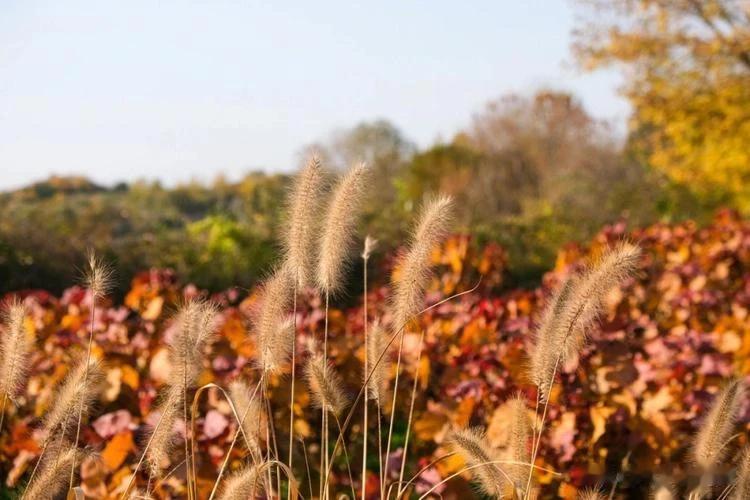北京的秋天是真美！哪儿哪儿都美，美出天际，道不完说不尽的美。
奥森公园的地肤草花